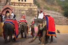 elephant ride jaipur